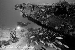 Diver exploring a school of fish behind an airplane wreck by Barbara Schilling 